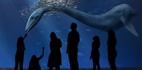 40 (More) Ways Nonprofit Zoos, Aquariums & Museums Are ...